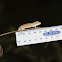 Kzn Dwarf Chameleon
