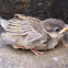 Gorrión común, gurriato. House Sparrow