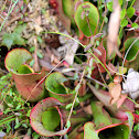 Pitcher plant