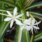 Chlorophytum comosum "Variegatum". Cintas.