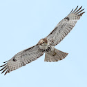 Red-tailed Hawk (immature)