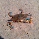 Blue crab