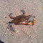 Blue crab