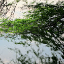 Babul