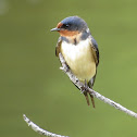 Barn Swallow