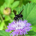 carpenter bee