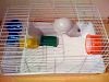 Jaulas Para Ferrets Hurones Conejos Y Chinchill