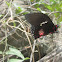 False Cattleheart Swallowtail