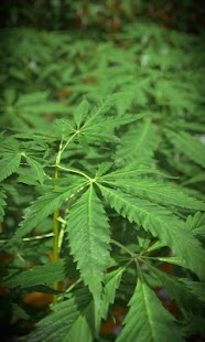 How to install Marijuana Free live wallpaper lastet apk for pc