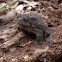 American Toad
