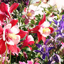 Columbine