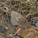 Common Ringlet