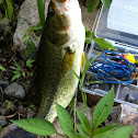 Largemouth bass