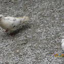 Dove