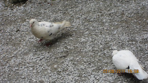 Spotting Image 1