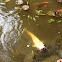 Albino Catfish