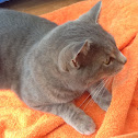 Tabby/other