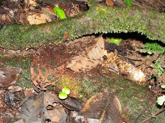 Spotting Image 1