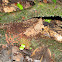 Army Ant