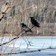 American crow