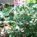 Bleeding Heart