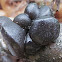 warty jelly fungus