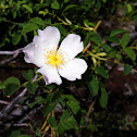 Wild rose