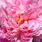 Peony