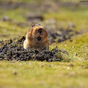 Big-headed Mole Rat