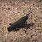 Black Cone-headed Grasshoppers