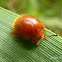 Leaf beetle