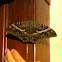 Black Witch Moth