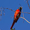 Scarlet minivet