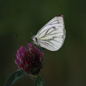 klein geaderd witje  (Pieris napi)