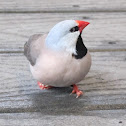 Long-tailed Finch