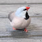 Long-tailed Finch