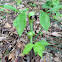 Jack-in-the-Pulpit