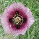 Amapola silvestre