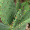 Paddle Cactus