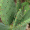 Paddle Cactus