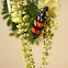 Blister Beetle
