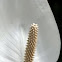 Peace Lily