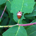 Sumac flea beetle