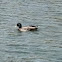 Mallard, drake