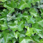 Hedera