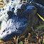 American alligator