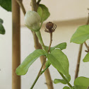 Jasminum sambac