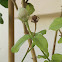 Jasminum sambac