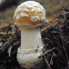 Gemmed amanita mushroom