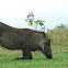 Warthog